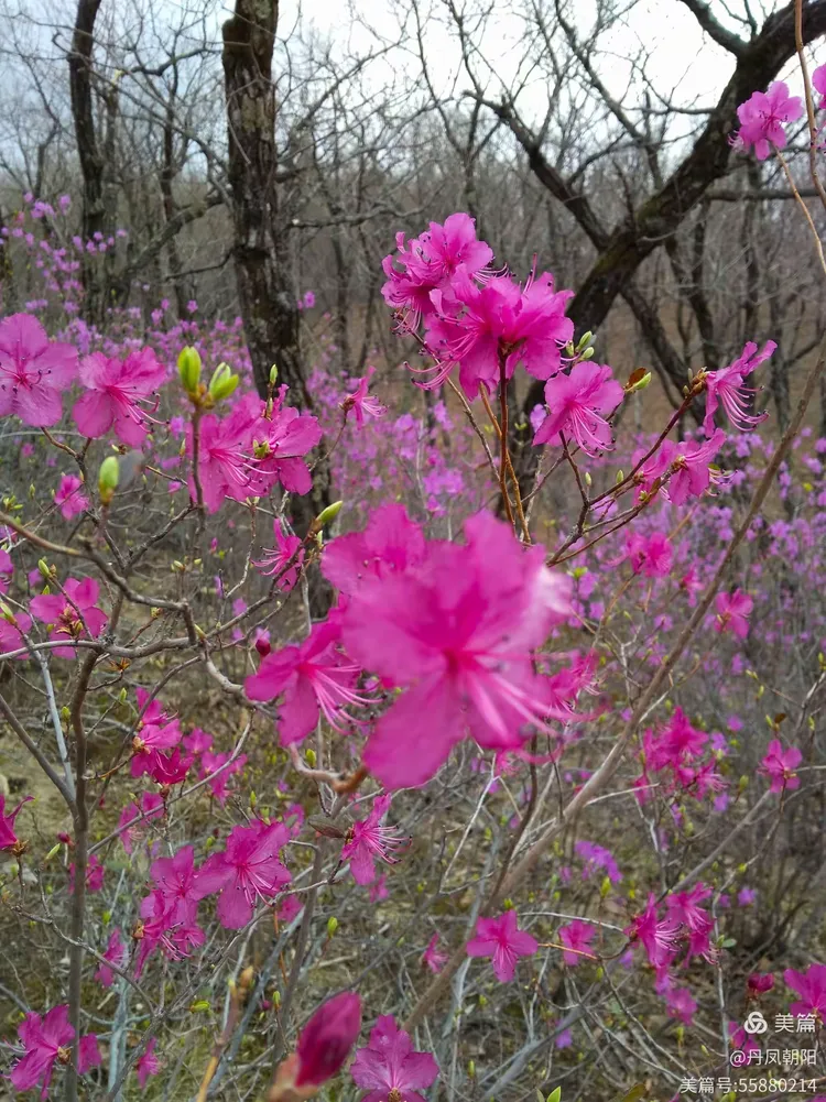 《寻找春天》又是一年山花开